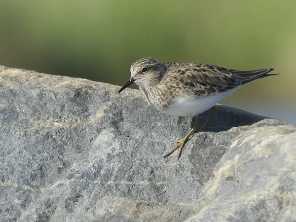 Lapinsirri, Temminck's Stint, Calidris temminckii